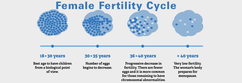 female-fertility-timeline